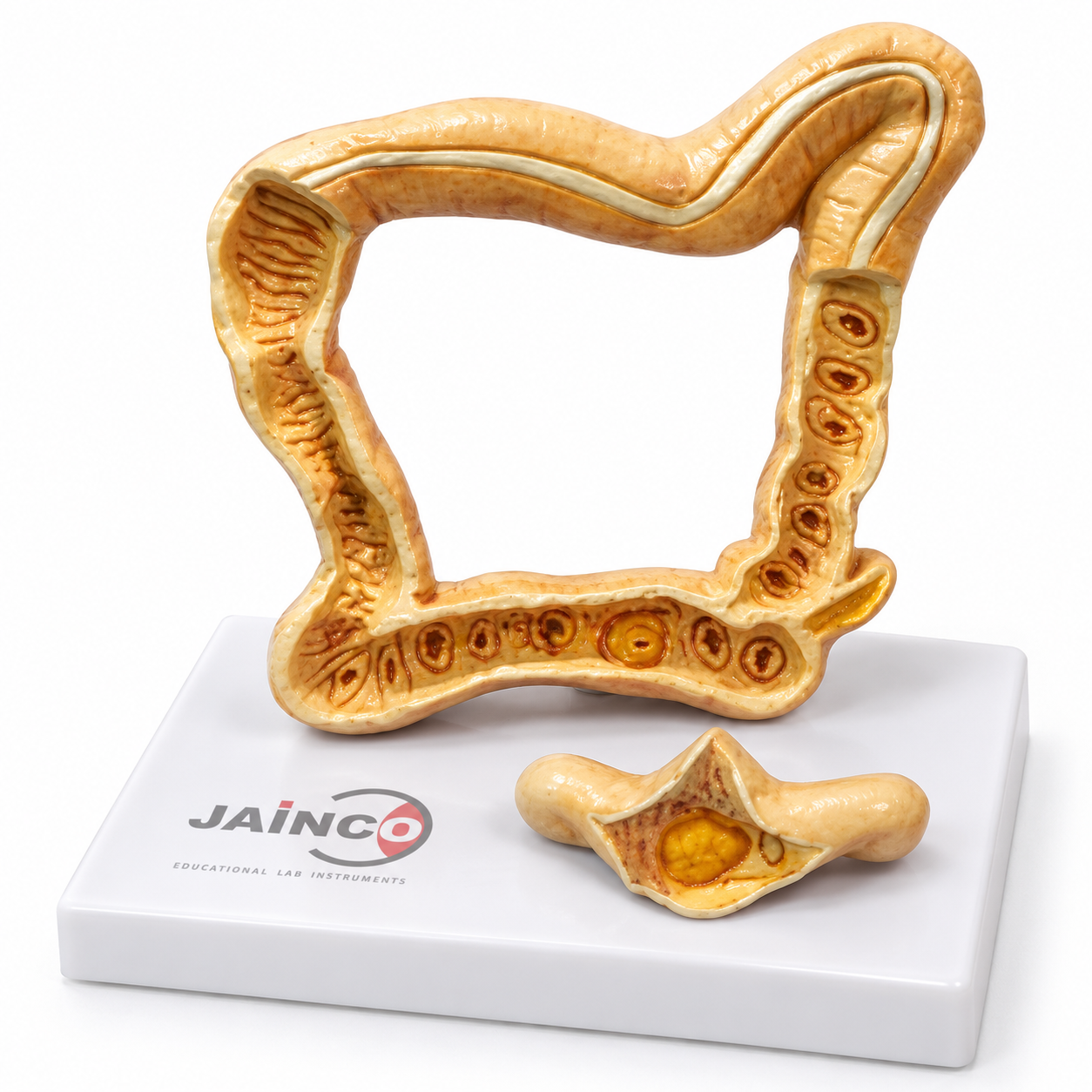 Intestinal T.B. Model